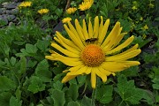 77 Doronico del granito (Doronicum Clusii) con ospite